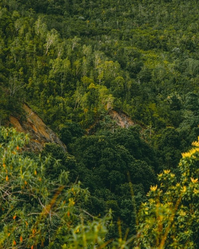 白天布朗山上的绿树